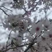 shudaiの画像