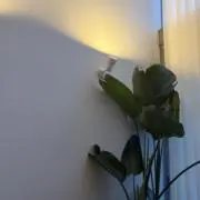 ぴのの画像
