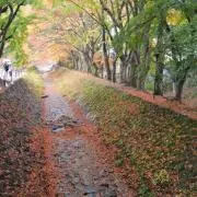 手鞠の画像