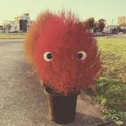 ゆきち