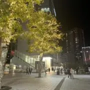 しゃろの画像