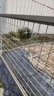 ひぃにゃん
