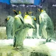 もももの画像