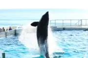 あいすの画像