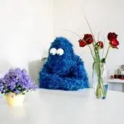 Hoshiの画像