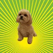 けーぷー【フォロー割り‼️】の画像