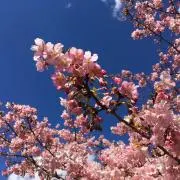 かわむらの画像