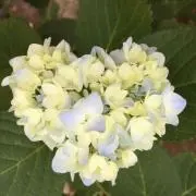 ちょっぴーの画像