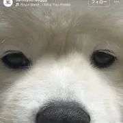 さもえどの画像