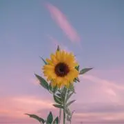 りりぃの画像