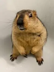 まぬの画像