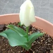 ゆりんの画像