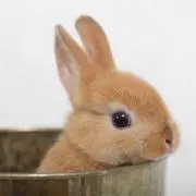 そうめんの画像