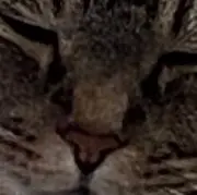 ペテンシー