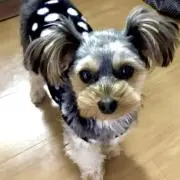R.mama