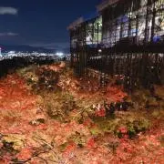 ゆうの画像