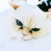 ほねくん