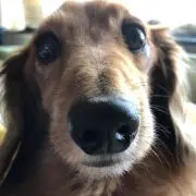 プリン