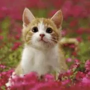 ねこ ⭐︎プロフ確認お願いします