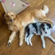 さくらひまわりの画像