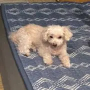 さくらもちちゃんの画像