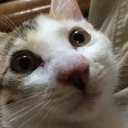 チャべ