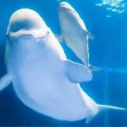 ベルーガの画像