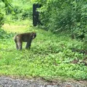 TOMの画像