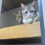 マルフの画像