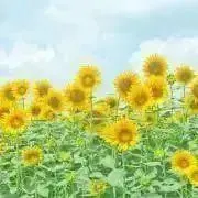sunflowerの画像