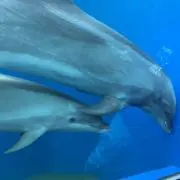 てっちーの画像