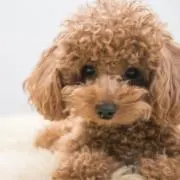 riri 愛知翌日発送、他30日発送の画像