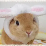 うさぎ