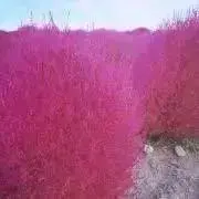 はなこの画像