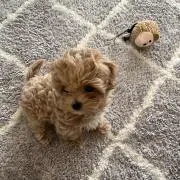 ナナ