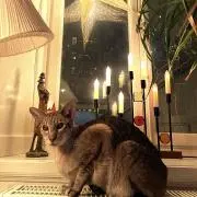 猫の画像