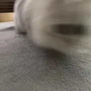 とろすけ