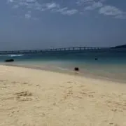 向日葵の画像