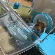 ちびちゃん