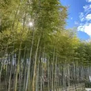 ♩の画像