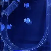 蒼空の画像