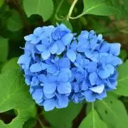 9/20まで出品の画像