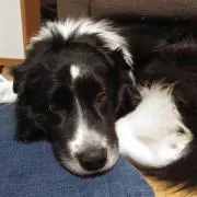 もこもこの画像