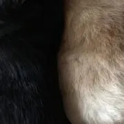 マロ蔵