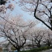 咲
