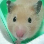 モナカ