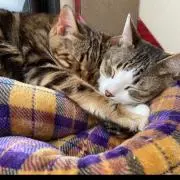 まりもの画像