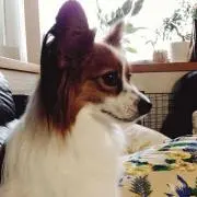 きゃたぴら