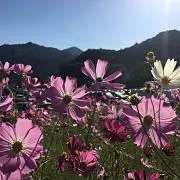Hana