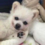琴